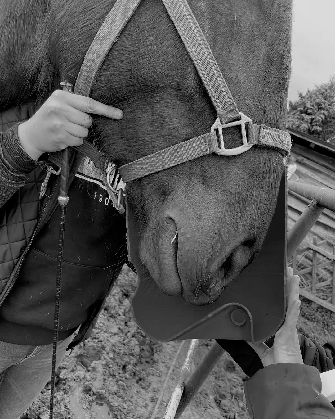 anatomiczne maski do inhalacji koni